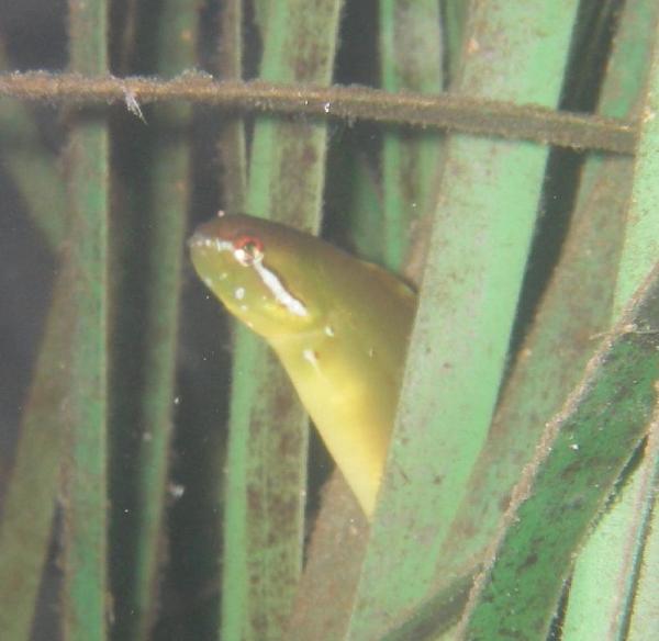 Photo of Apodichthys flavidus by Aaron Baldwin